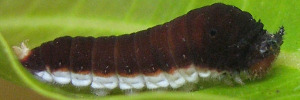 Graphium eurypylus nyctimus - Early Larvae